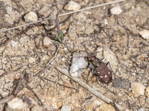 Cicindela maroccana